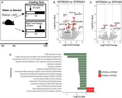 Abnormal Food Timing Promotes Alcohol-Associated Dysbiosis and Colon Carcinogenesis Pathways